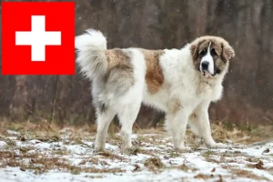 Lees meer over het artikel Mastín del Pirineo fokkers en pups in Zwitserland