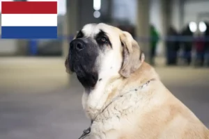 Lees meer over het artikel Mastín Español fokkers en pups in Nederland