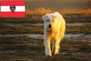 Lees meer over het artikel Mioritic fokkers en pups in Oostenrijk