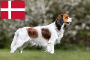 Lees meer over het artikel Nederlandse kooikerhondje fokkers en pups in Denemarken