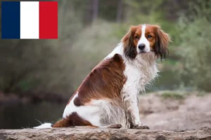 Lees meer over het artikel Nederlandse kooikerhondje fokkers en pups in Frankrijk