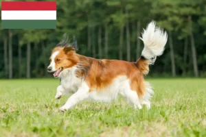 Lees meer over het artikel Nederlandse kooikerhondje fokkers en pups in Hongarije