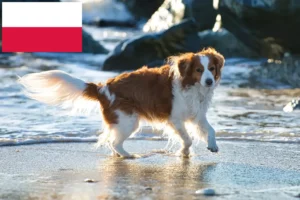 Lees meer over het artikel Nederlandse Kooikerhondje fokkers en pups in Polen