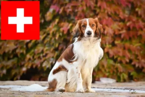 Lees meer over het artikel Nederlandse kooikerhondje fokkers en pups in Zwitserland