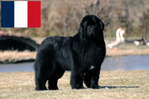 Lees meer over het artikel Newfoundland fokkers en pups in Frankrijk