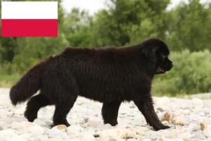 Lees meer over het artikel Newfoundland fokkers en pups in Polen