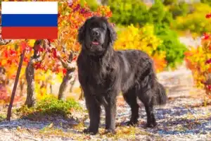 Lees meer over het artikel Newfoundland fokkers en pups in Rusland