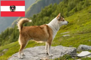 Lees meer over het artikel Noorse Lundehund fokkers en pups in Oostenrijk