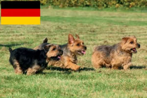 Lees meer over het artikel Norfolk Terrier fokkers en puppies in Duitsland