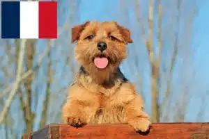 Lees meer over het artikel Norfolk Terrier fokkers en puppies in Frankrijk