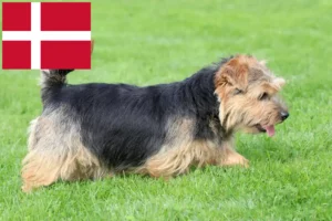 Lees meer over het artikel Norfolk Terrier fokkers en pups in Denemarken