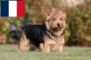 Lees meer over het artikel Norwich Terrier fokkers en puppies in Frankrijk