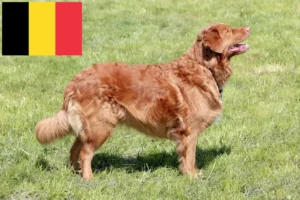 Lees meer over het artikel Nova Scotia Duck Tolling Retriever fokkers en puppies in België