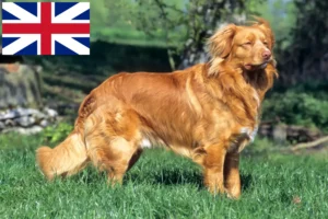 Lees meer over het artikel Nova Scotia Duck Tolling Retriever Fokkers en Puppies in Groot-Brittannië