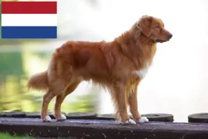 Lees meer over het artikel Nova Scotia Duck Tolling Retriever fokkers en puppies in Nederland