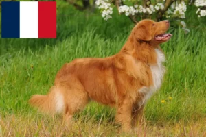 Lees meer over het artikel Nova Scotia Duck Tolling Retriever fokkers en puppies in Frankrijk