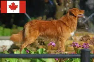 Lees meer over het artikel Nova Scotia Duck Tolling Retriever Fokkers en Puppies in Canada