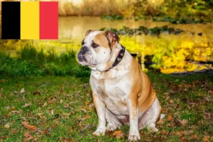 Lees meer over het artikel Olde Engelse Bulldog fokkers en pups in België