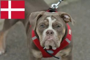 Lees meer over het artikel Olde Engelse Bulldog fokkers en pups in Denemarken