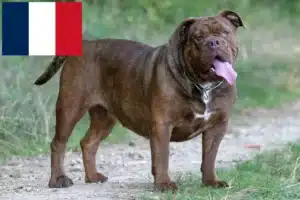 Lees meer over het artikel Olde Engelse Bulldog fokkers en pups in Frankrijk