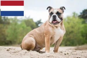 Lees meer over het artikel Olde Engelse Bulldog fokkers en pups in Nederland