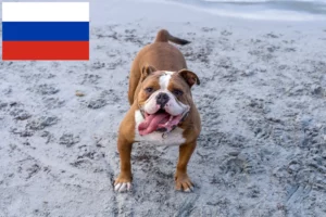 Lees meer over het artikel Olde Engelse Bulldog fokkers en pups in Rusland