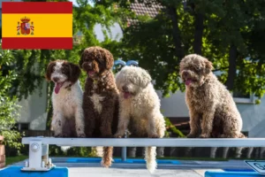 Lees meer over het artikel Perro de Agua Español fokkers en pups in Spanje