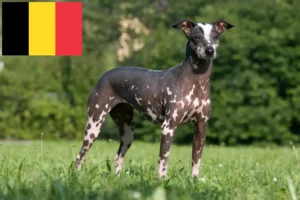 Lees meer over het artikel Peruaanse Haarloze Hondenfokker en Puppies in België