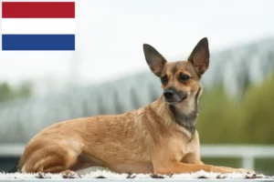 Lees meer over het artikel Peruaanse Haarloze Hondenfokker en Puppies in Nederland