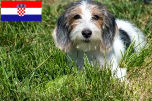 Lees meer over het artikel Petit Basset Griffon Vendéen fokkers en pups in Kroatië