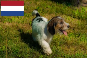 Lees meer over het artikel Petit Basset Griffon Vendéen fokkers en pups in Nederland