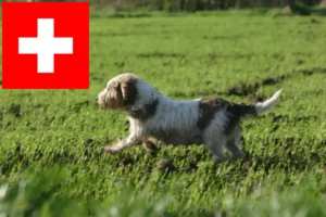 Lees meer over het artikel Petit Basset Griffon Vendéen fokkers en pups in Zwitserland