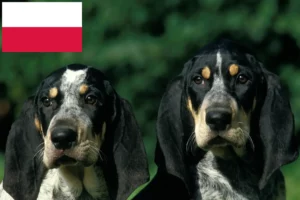 Lees meer over het artikel Petit Bleu de Gascogne fokkers en pups in Polen