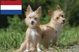 Lees meer over het artikel Podenco fokkers en pups in Nederland