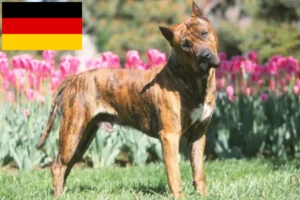 Lees meer over het artikel Presa Canario fokkers en pups in Duitsland