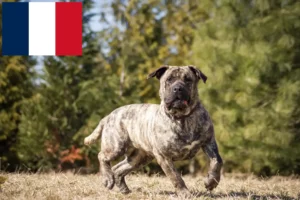 Lees meer over het artikel Presa Canario fokkers en pups in Frankrijk