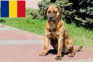 Lees meer over het artikel Presa Canario fokkers en pups in Roemenië