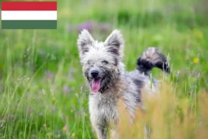 Lees meer over het artikel Pumi fokkers en puppies in Hongarije