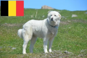 Lees meer over het artikel Pyreneese Berghondenfokkers en puppies in België