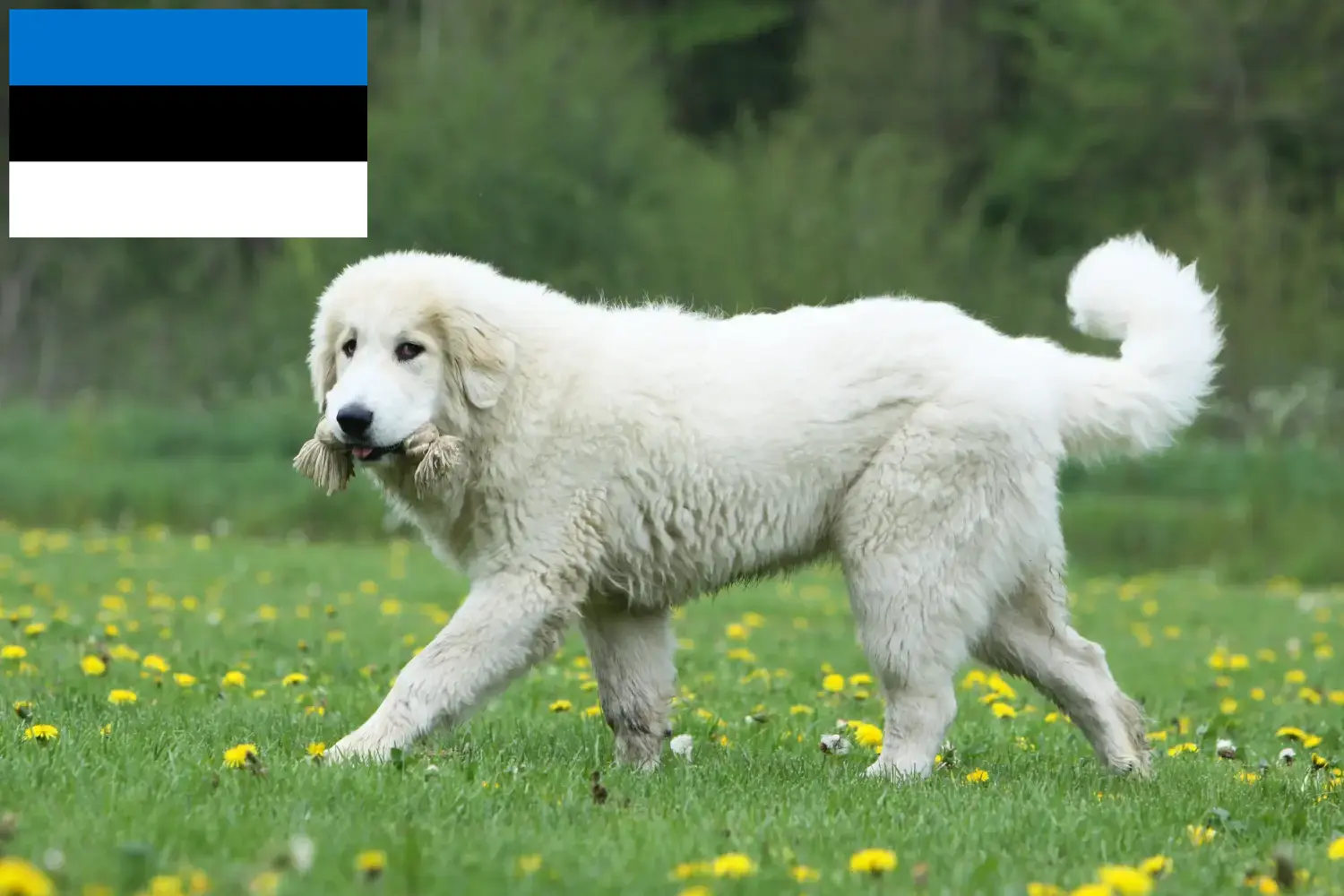 Lees meer over het artikel Pyreneese Berghond fokkers en pups in Estland