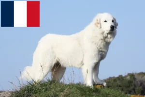 Lees meer over het artikel Pyreneese Berghondenfokkers en puppies in Frankrijk