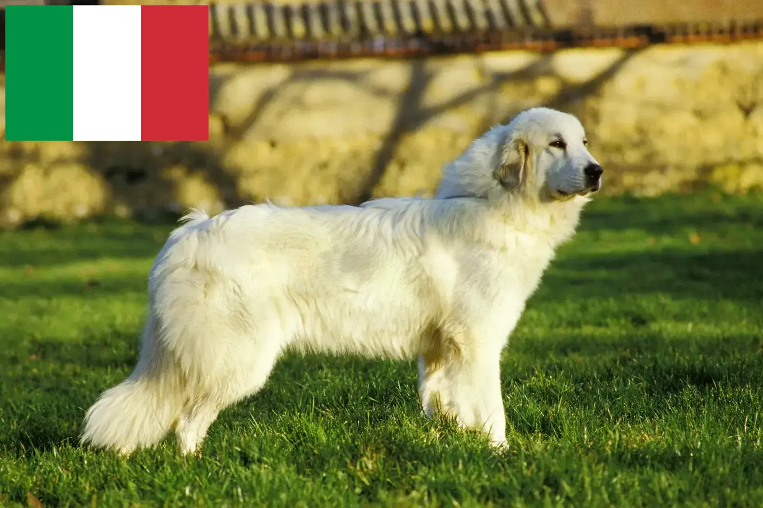 Lees meer over het artikel Pyreneese Berghond fokkers en puppies in Italië