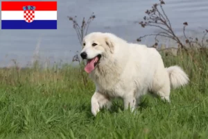 Lees meer over het artikel Pyreneese Berghond Fokker en Puppies in Kroatië