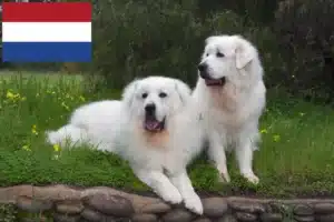 Lees meer over het artikel Pyreneese Berghond fokkers en puppies in Nederland