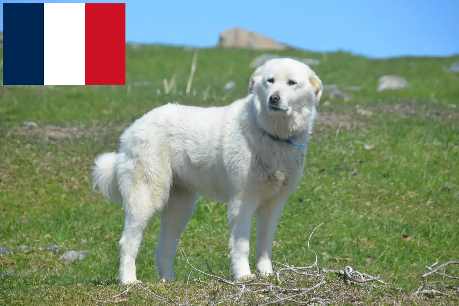 Lees meer over het artikel Pyreneese Berghondenfokkers en puppies in Réunion