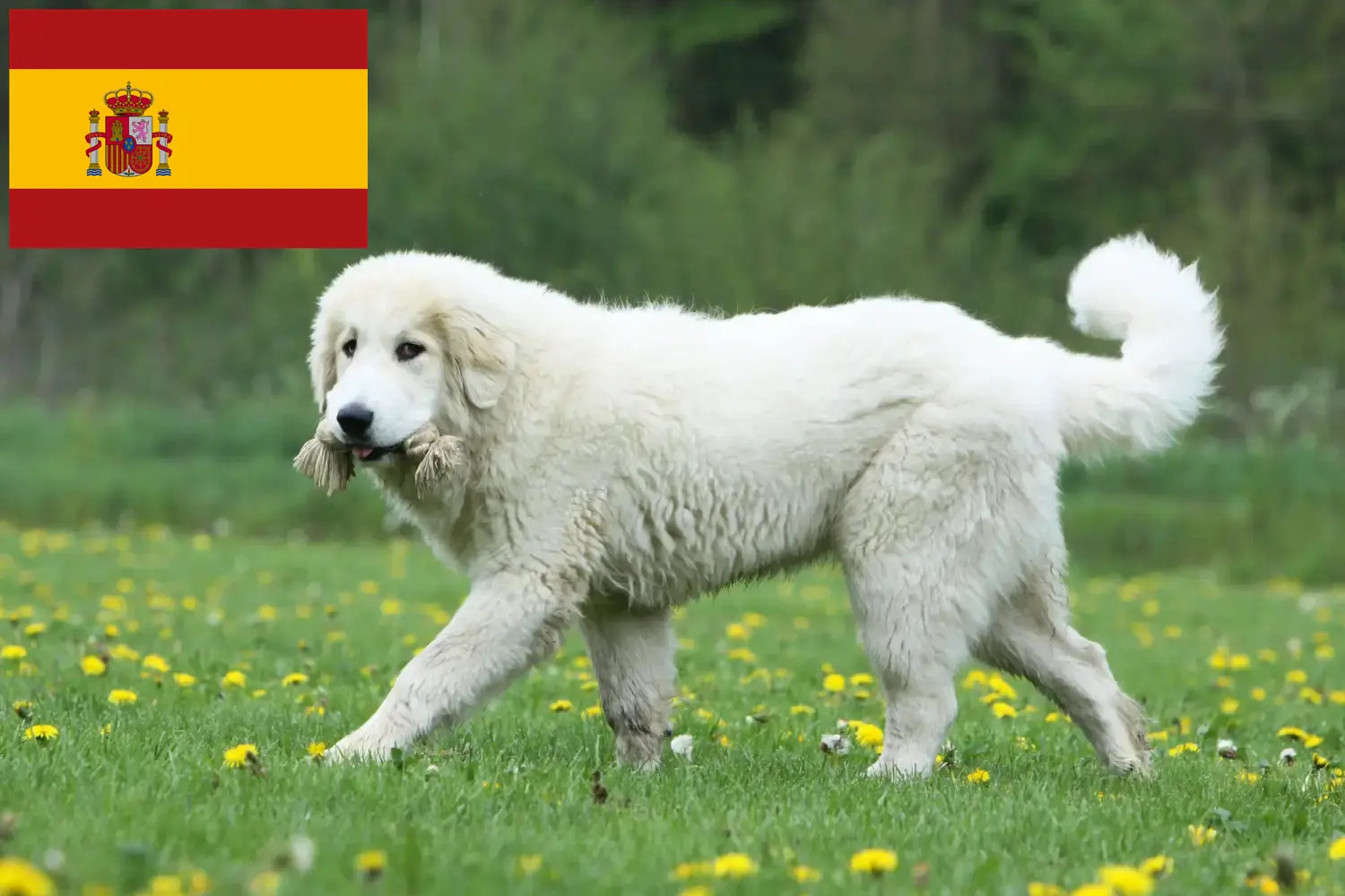 Lees meer over het artikel Pyreneese Berghondenfokkers en puppies in Spanje