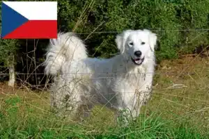 Lees meer over het artikel Pyreneese Berghondenfokkers en puppies in Tsjechië