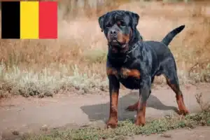 Lees meer over het artikel Rottweiler fokkers en pups in België