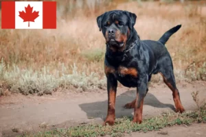 Lees meer over het artikel Rottweiler fokkers en pups in Canada