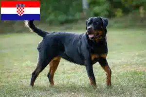 Lees meer over het artikel Rottweiler fokkers en puppy’s in Kroatië